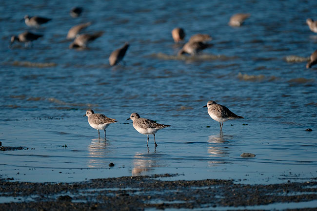 aves en area marina protegida