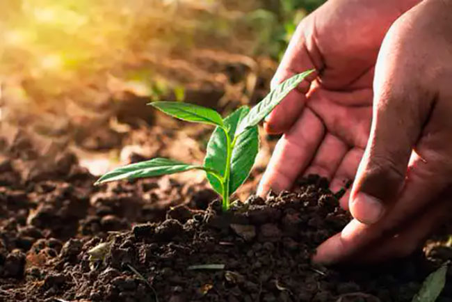 beneficios del humus de lombriz en el suelo y plantas