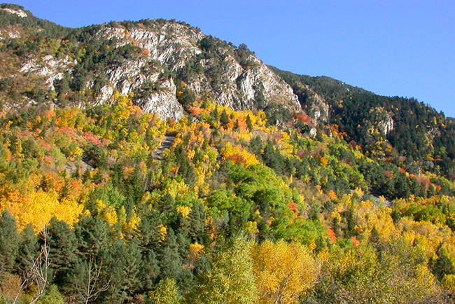 Rewilding en España