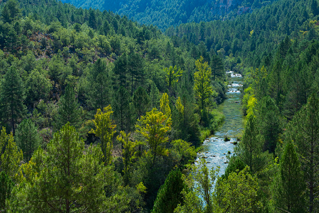 Qué es rewilding Spain