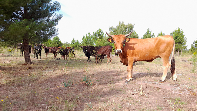 tauros proyecto piloto rewilding Spain