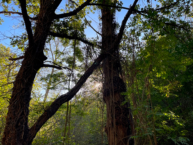 reserva forestal Dant Hilari Sacalm de Font Vella y Sèlvans