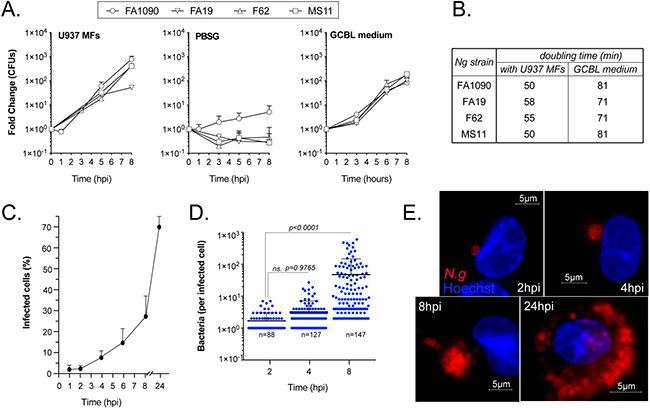 Figura 1 colonizacion de macrofagos humanos por Neisseria gonorrhoeae