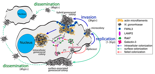 Figura 10 colonizacion de macrofagos humanos por Neisseria gonorrhoeae