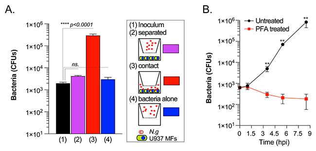 Figura 2 colonizacion de macrofagos humanos por Neisseria gonorrhoeae