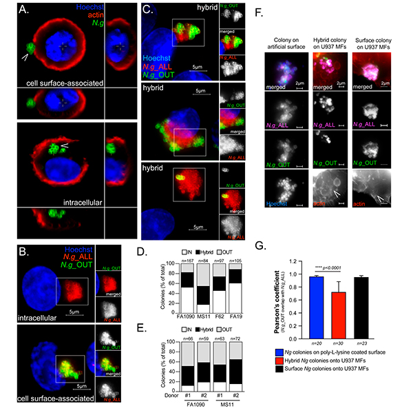 Figura 3 colonizacion de macrofagos humanos por Neisseria gonorrhoeae