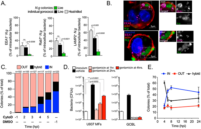 Figura 5 colonizacion de macrofagos humanos por Neisseria gonorrhoeae