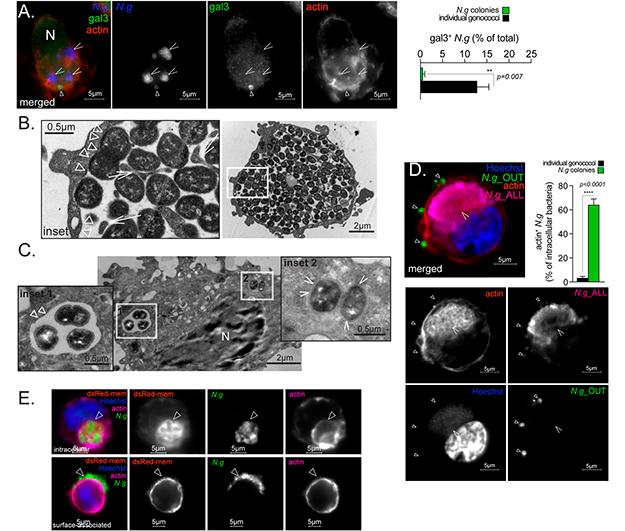 Figura 6 colonizacion de macrofagos humanos por Neisseria gonorrhoeae