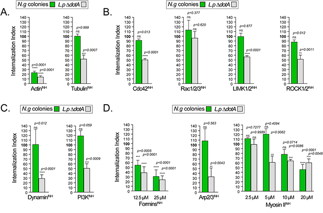 Figura 7 A-D colonizacion de macrofagos humanos por Neisseria gonorrhoeae