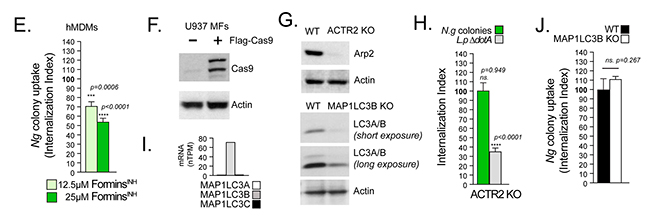 Figura 7E-J colonizacion de macrofagos humanos por Neisseria gonorrhoeae