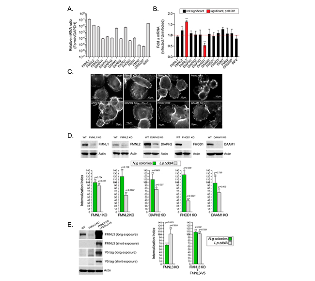 Figura 8 colonizacion de macrofagos humanos por Neisseria gonorrhoeae