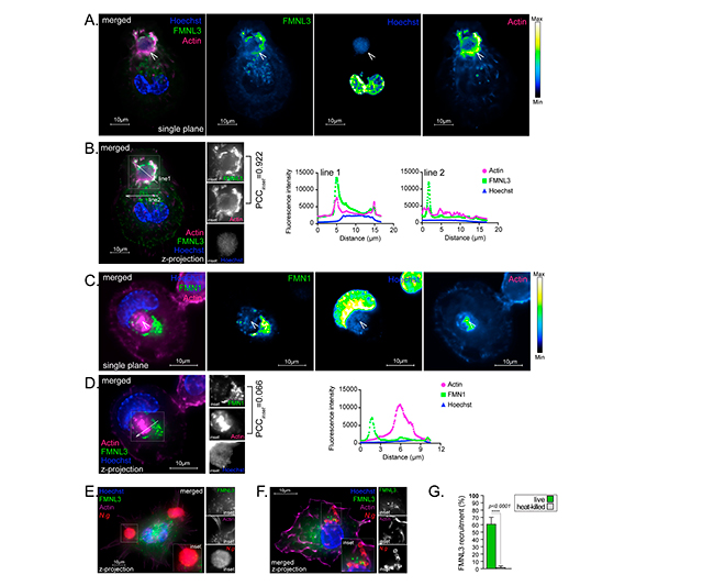 Figura 9 colonizacion de macrofagos humanos por Neisseria gonorrhoeae