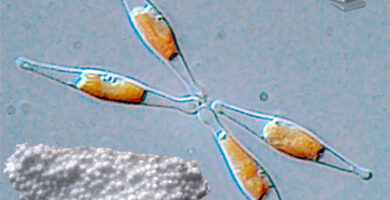 poliestireno dañan a un alga diatomea