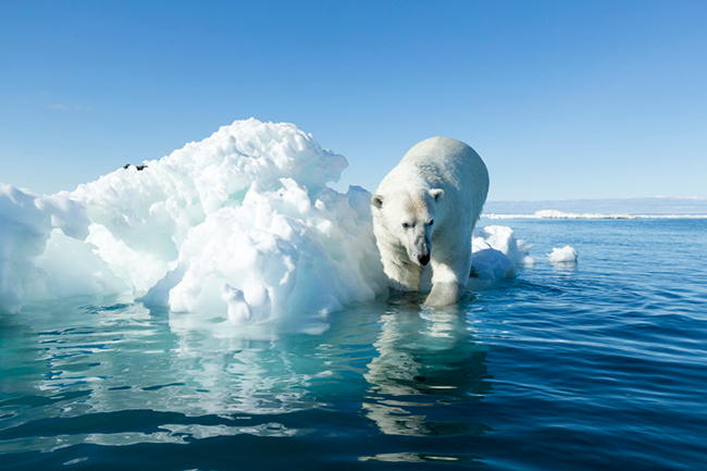 oso polar, 6ª extinción masiva 