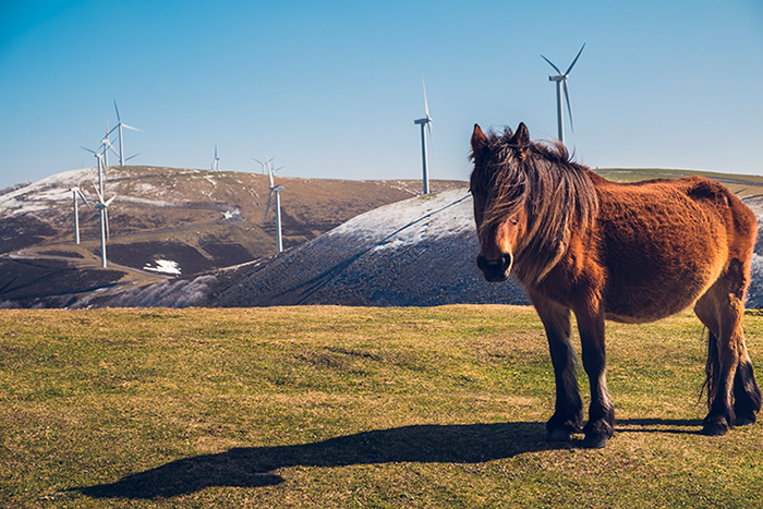 detener la perdida de naturaleza portada