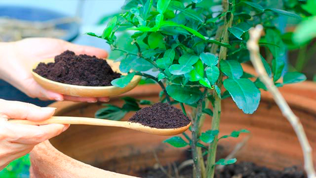 posos de café como abono para plantas