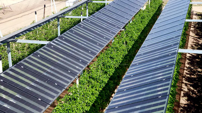 placas solares en campo cultivo