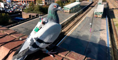 palomas mensajeras con mochila