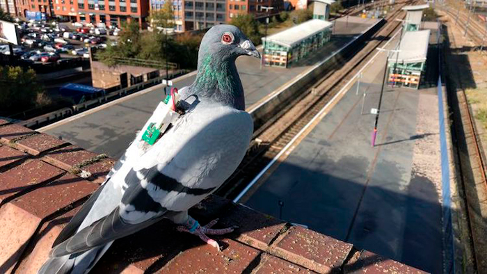 palomas mensajeras con mochila