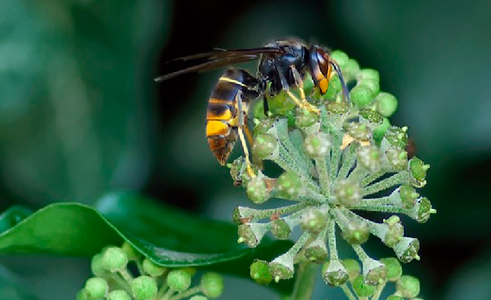 virus letal para la avispa Velutina portada