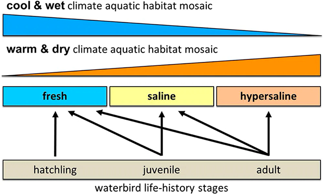 esquema Figura 2 relaciones aves acuáticas con tipos de humedales y clima