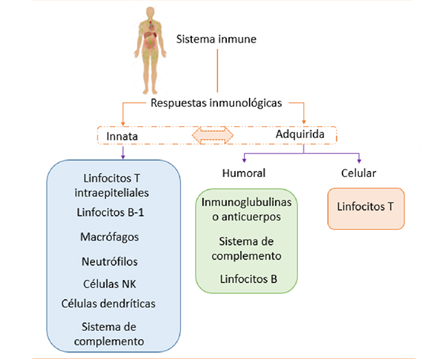 clasificacion esquema arbol sistemas inmunitarios humanos