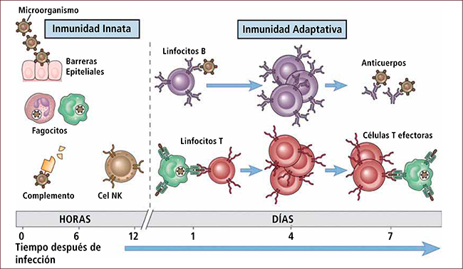 esquema dibujos respuesta inmunitaria innata y adaptativa