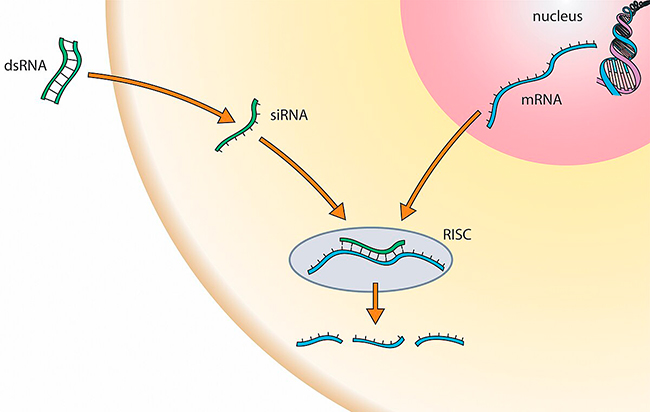 esquema sistema antiviral dirigido por ARN pequeño