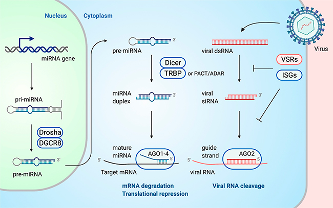 esquema figura 1 articulo sistemas antivirales dirigidos por ARN pequeño