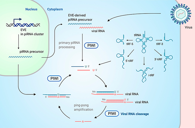 esquema figura 2 articulo sistemas antivirales dirigidos por ARN pequeño